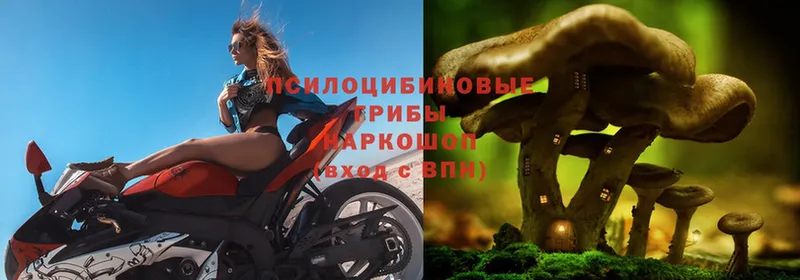 Псилоцибиновые грибы Psilocybe  где можно купить наркотик  Дюртюли 